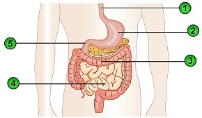 801_Digestive System2.jpg
